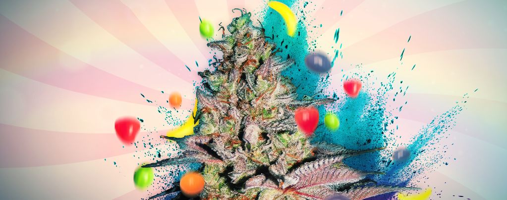 Runtz Auto : Évaluation Et Informations De Variété De Cannabis