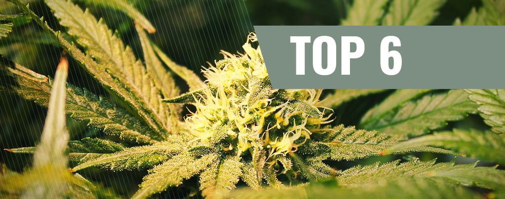 Top 6 Des Variétés De Cannabis THCV