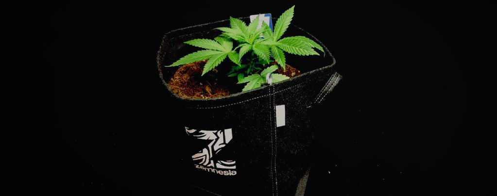 Les Avantages Des Pots En Tissu Pour Cultiver Du Cannabis