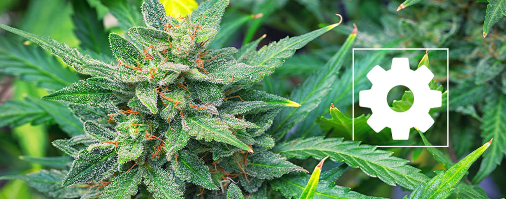 Les Variétés De Cannabis À Autofloraison Sont-Elles Moins Puissantes Que Les Autres ?