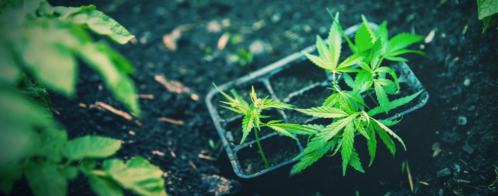 Comment Transplanter Avec Succès Des Plants De Cannabis Autofleurissants