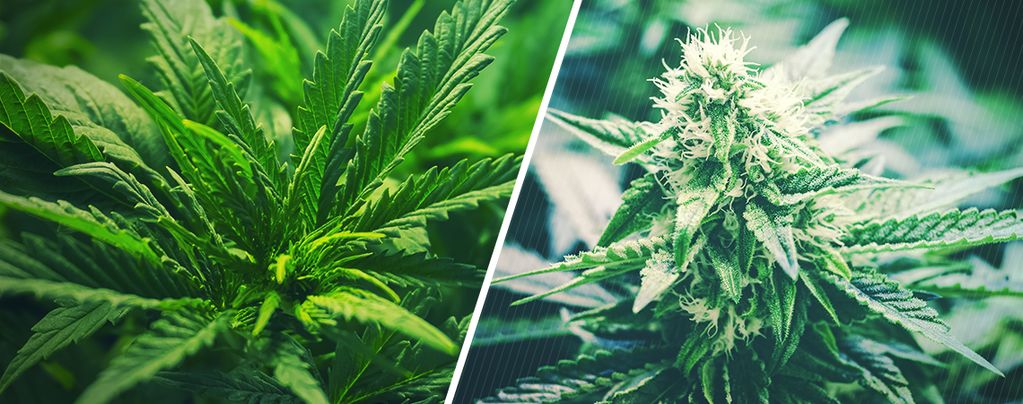 Quand Faire Passer Le Cannabis De La Phase Végétative À La Phase De Floraison