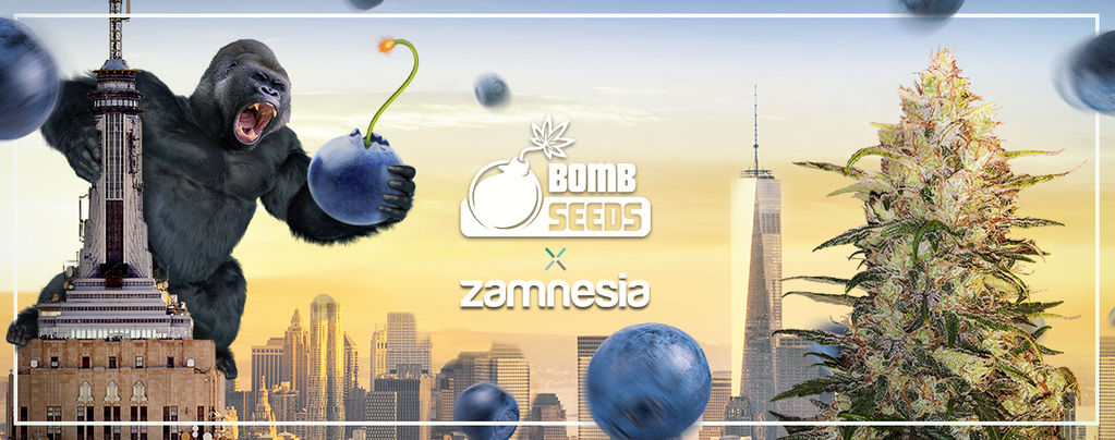 Bomberry Glue Auto (Bomb Seeds x Zamnesia) féminisée