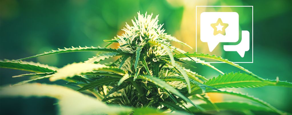 Super Lemon Haze (Greenhouse Seeds) féminisée