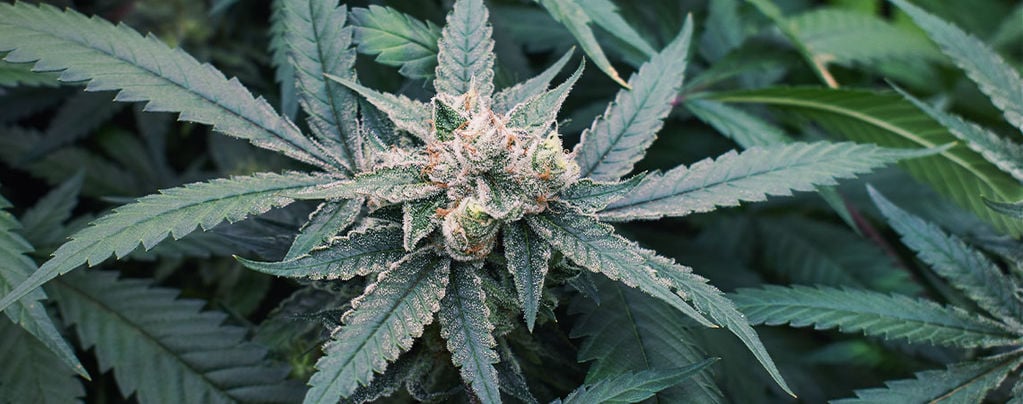 7 Facteurs Qui Pourraient Affecter La Floraison Du Cannabis
