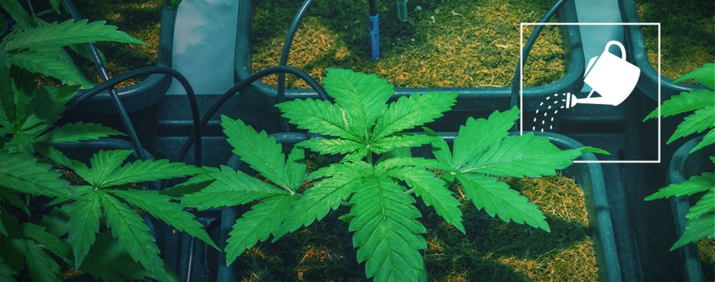 Comment Arroser Vos Plants De Cannabis En Votre Absence