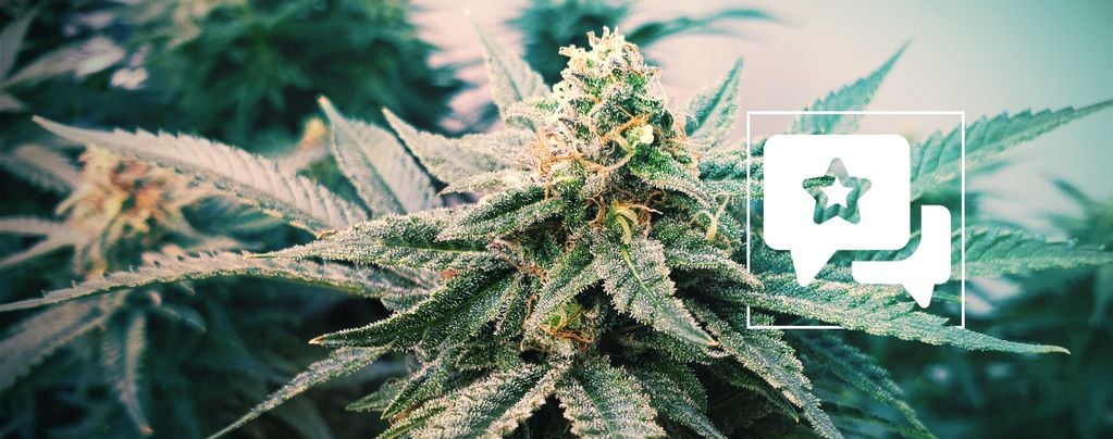 Sunset Sherbet Automatic (Zamnesia Seeds) féminisée