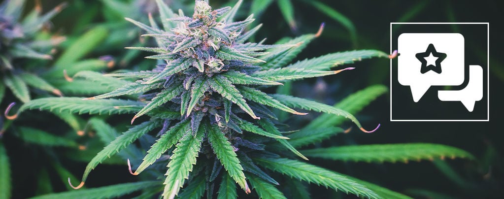 Do-Si-Dos Automatic (Zamnesia Seeds) féminisée