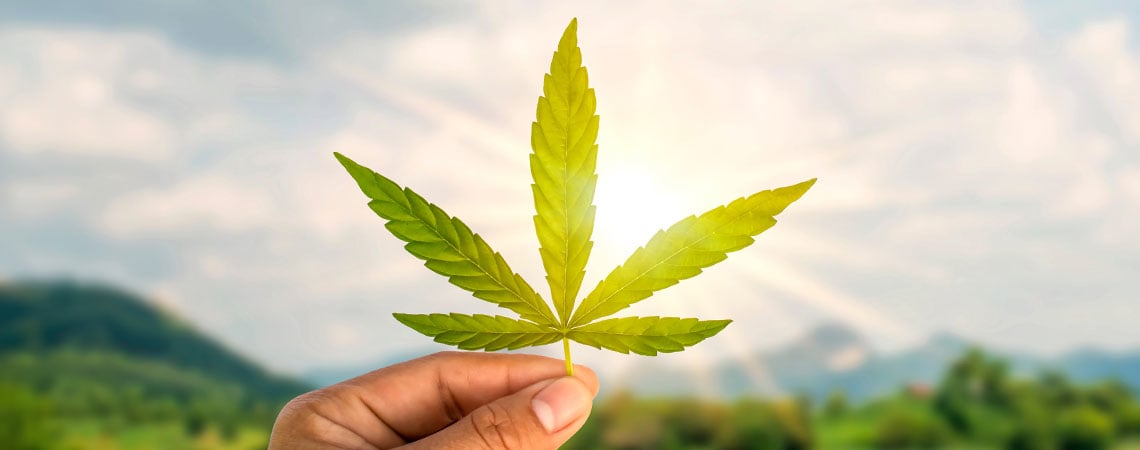 Les Carrières Du Cannabis - Trouver Le Travail Lié Au Cannabis De Vos Rêves 