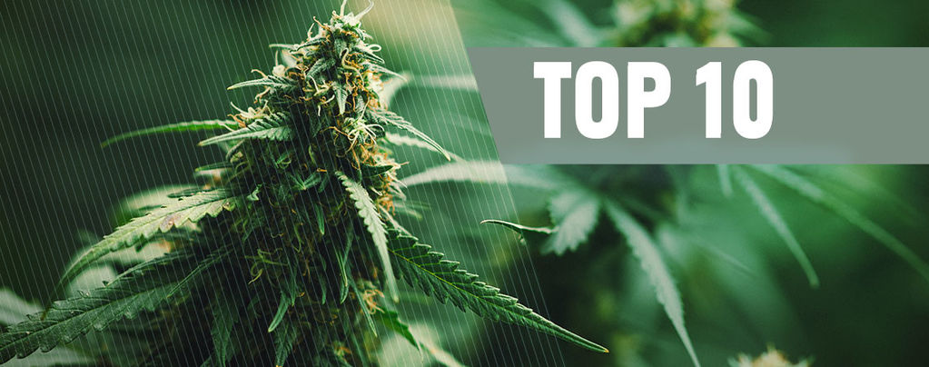Top 10 Meilleures Graines Régulières Cannabis En 2021