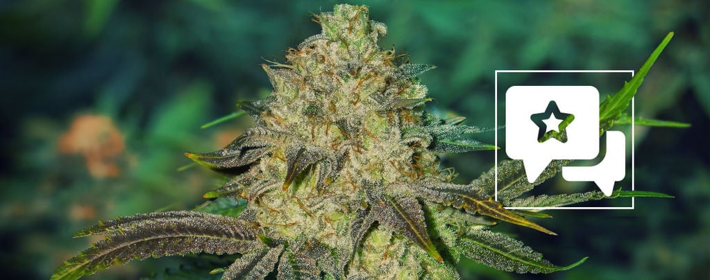 Watermelon Candy (Zamnesia Seeds) féminisée