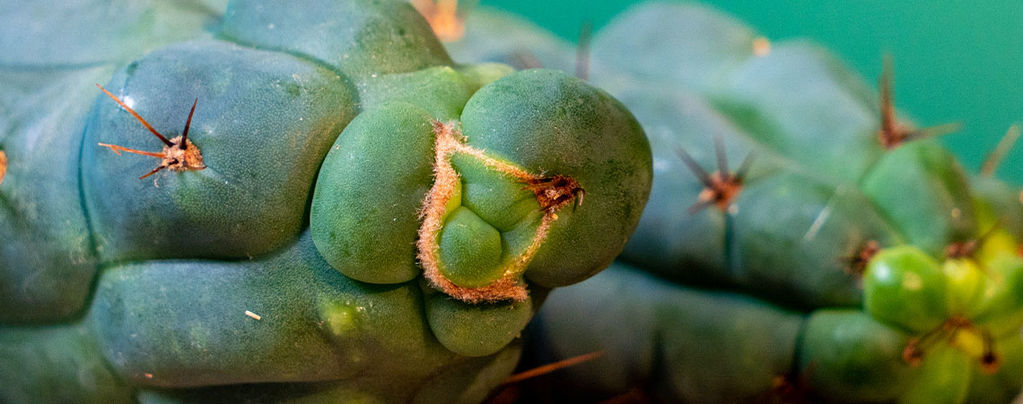 Echinopsis Zamnesiana — Notre Cactus À Mescaline Exclusif