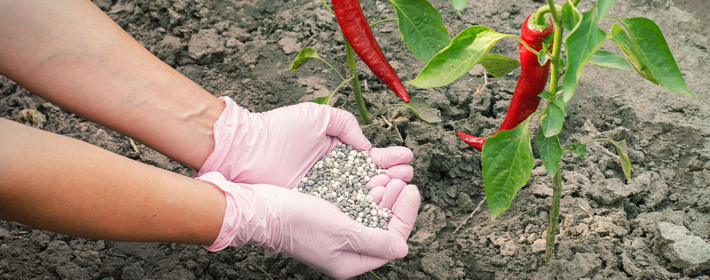 Comment Fertiliser Les Plants De Piment