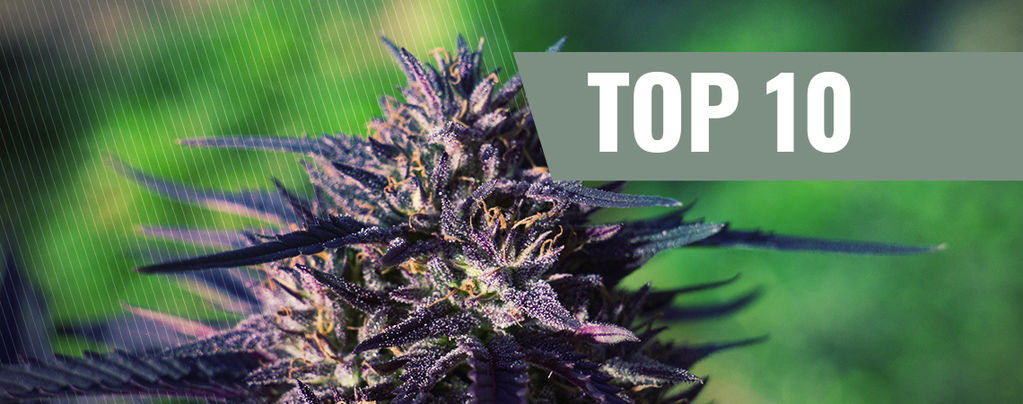 Top 10 Des Variétés De Cannabis Purple