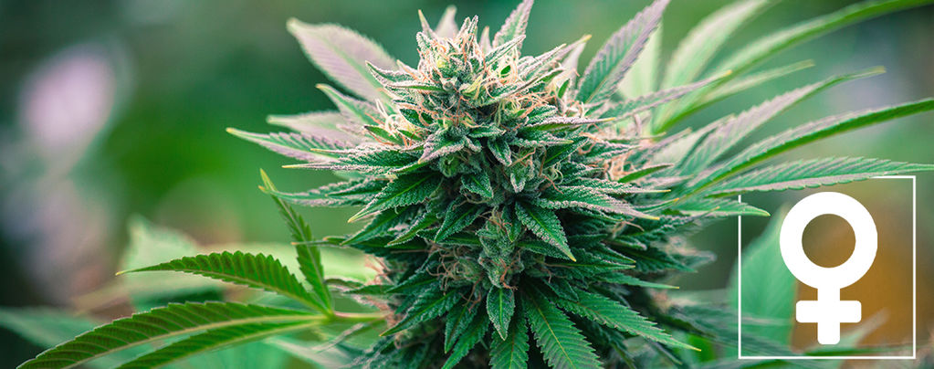 Top 10 Des Raisons De Cultiver Du Cannabis Féminisé