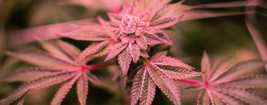 Comment Traiter Les Tiges De Cannabis Rouges Et Violettes
