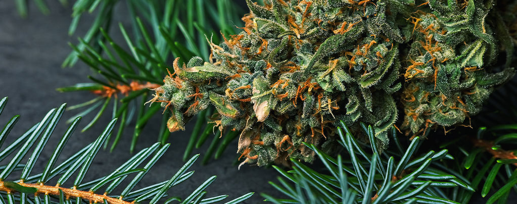 Qu’est-ce Que Le Pinène Dans Le Cannabis ?