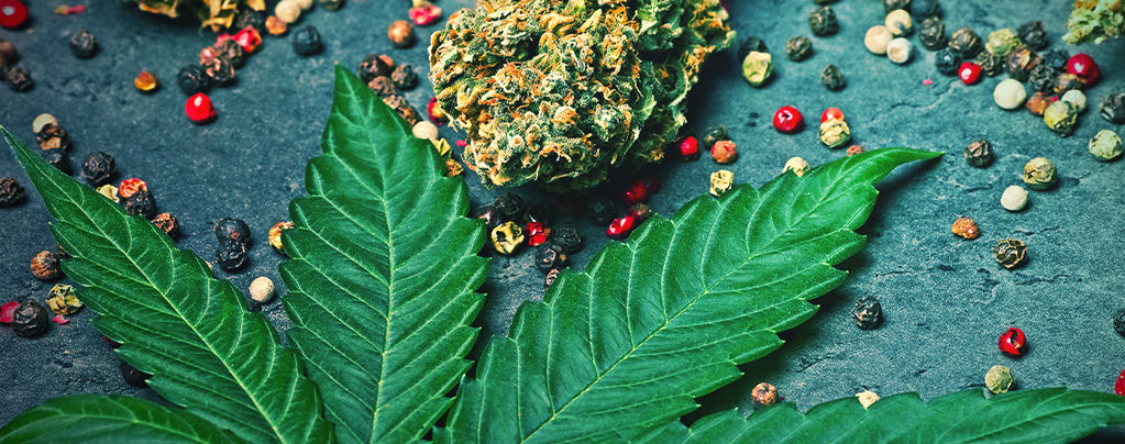 Qu’est-ce Que Le Caryophyllène Dans Le Cannabis ?