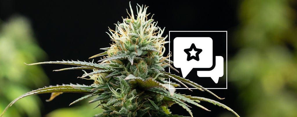 X (Zamnesia Seeds) Féminisée