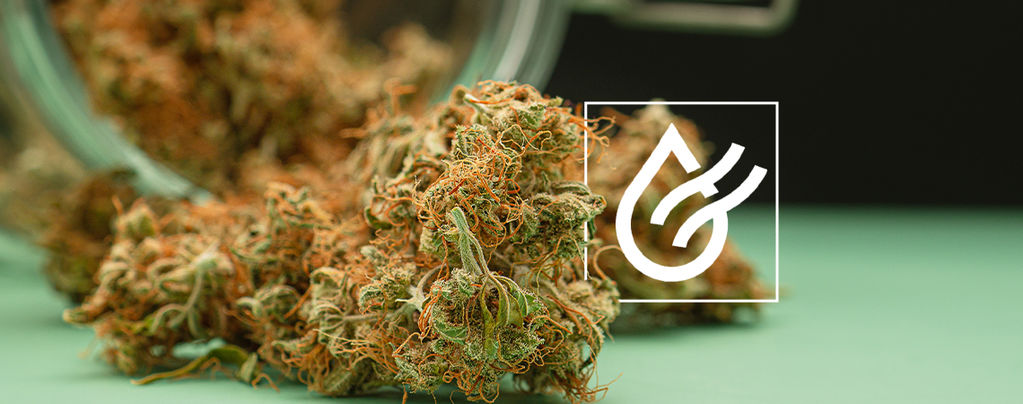 Sécher Vite Le Cannabis & 3 Alternatives Pour L'Herbe Humide