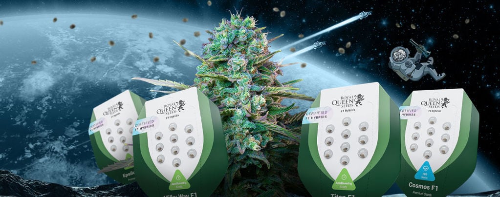 Découvrez Les Nouvelles Graines De Cannabis Hybrides F1 Par Royal Queen Seeds