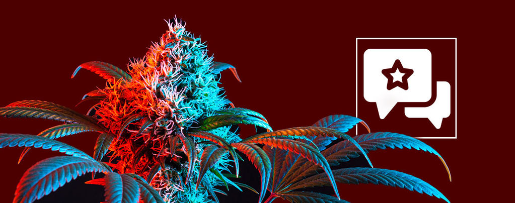 Strawberry Cough : Évaluation Et Informations De Variété De Cannabis
