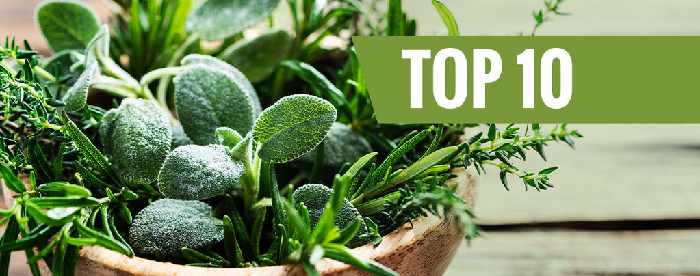Top 10 Des Herbes Aromatiques Facile À Cultiver