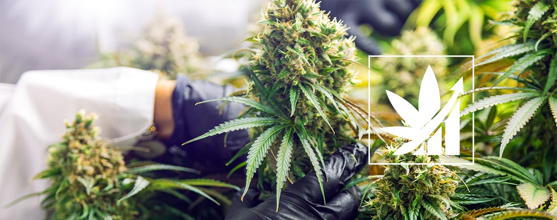 Qu’Est-Ce Que Le Crop Steering Du Cannabis ?