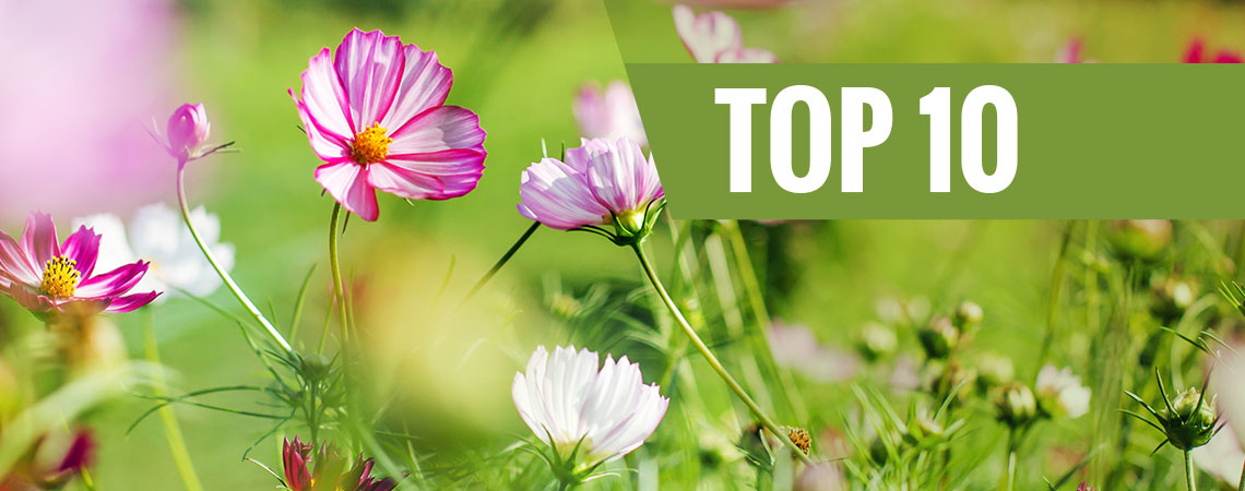Top 10 Des Meilleures Fleurs À Planter Au Printemps