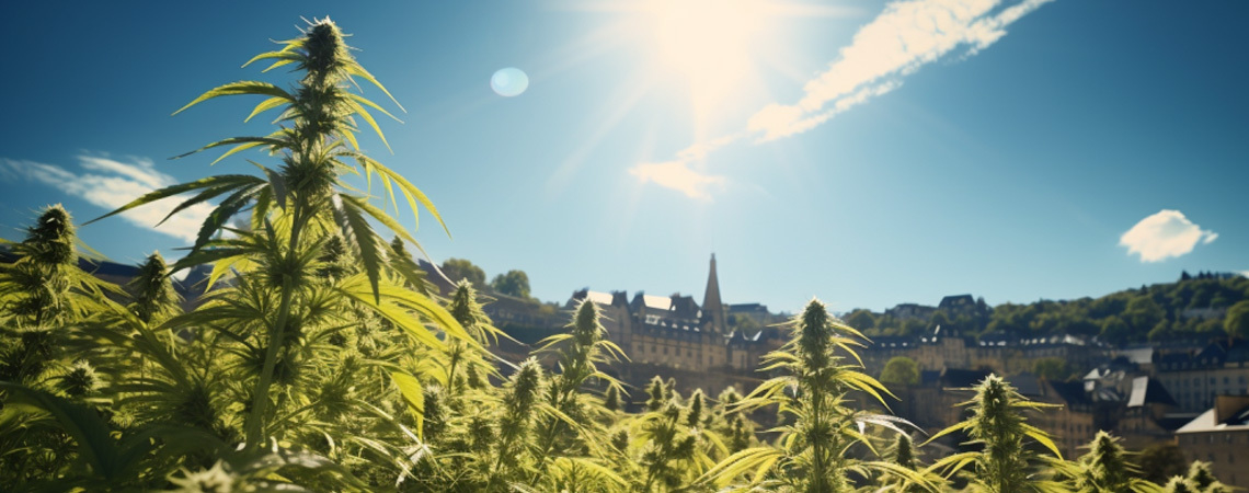 Le Luxembourg Légalise Le Cannabis Récréatif