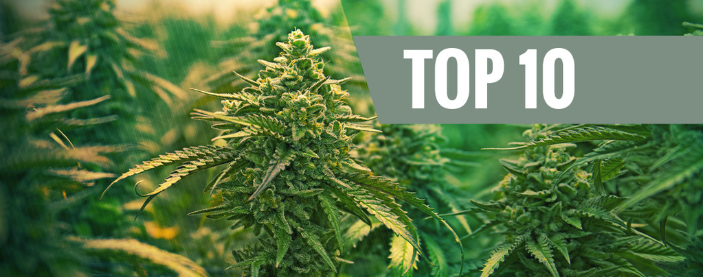 Top 10 Des Variétés De Cannabis Féminisées