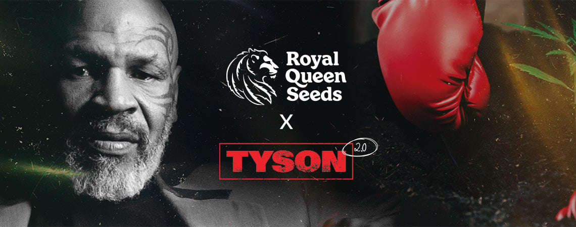 Royal Queen Seeds X Mike Tyson : La Meilleure Collab' De Tous Les Temps ?
