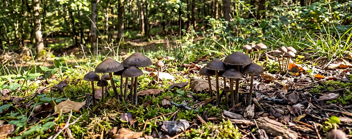 Culture De Champignons Magiques En Extérieur