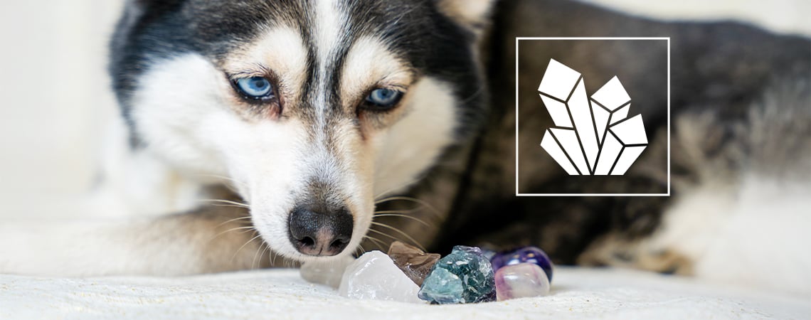 Cristaux pour les animaux : des gemmes pour vos compagnons poilus