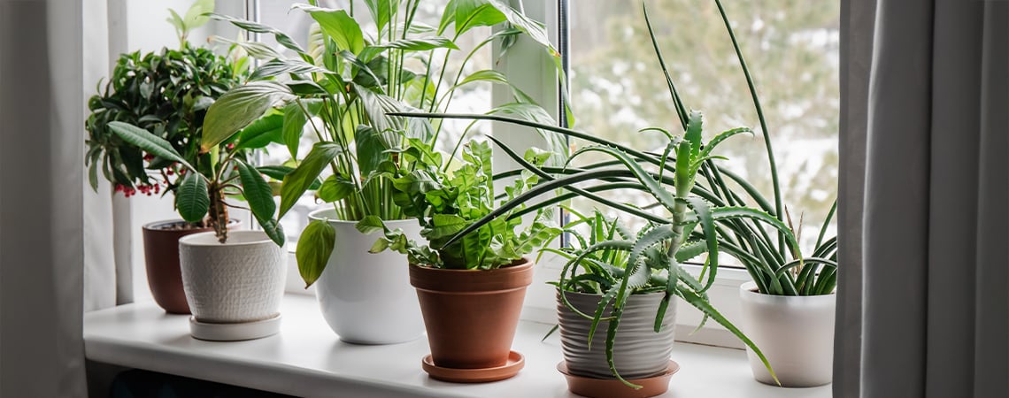 Meilleures plantes d’intérieur pour améliorer la qualité de l’air et l’humeur pendant les mois les plus froids