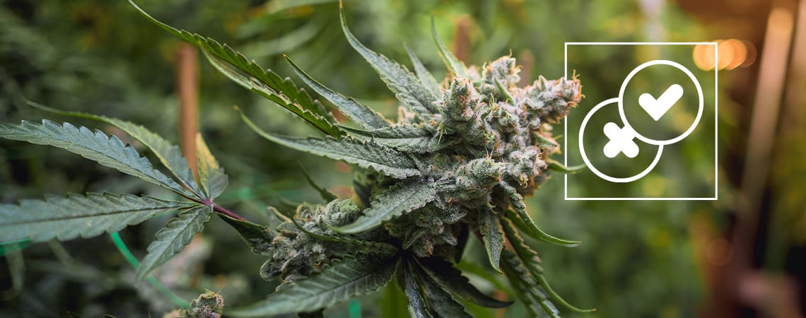 Cannabis et légendes urbaines : démystifier les légendes les plus folles sur l'herbe