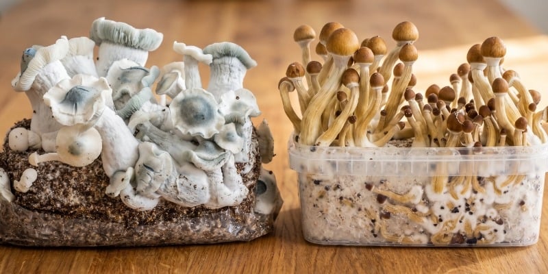 Kits de Culture de Champignons Magiques vs. Sacs Ready-2-Grow