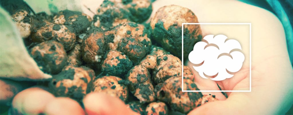 Comment Cultiver Vos Propres Truffes Magiques