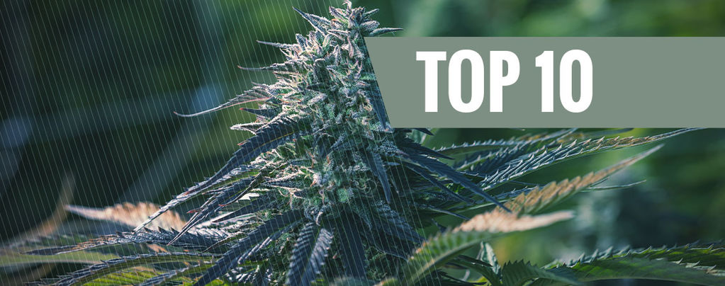 10 Bonnes Raisons De Cultiver Du Cannabis À Autofloraison