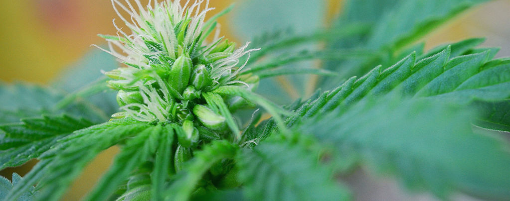 Repérer Rapidement Les Plants De Cannabis Mâles Et Hermaphrodites