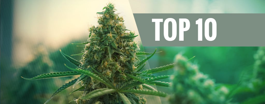 Top 10 Des Meilleures Variétés De Cannabis
