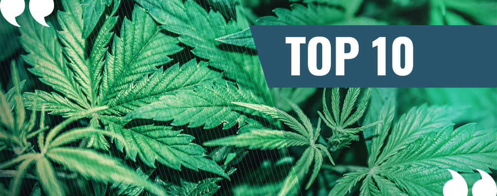 Nos 10 Meilleurs Citations Sur Le Cannabis De Tous Les Temps