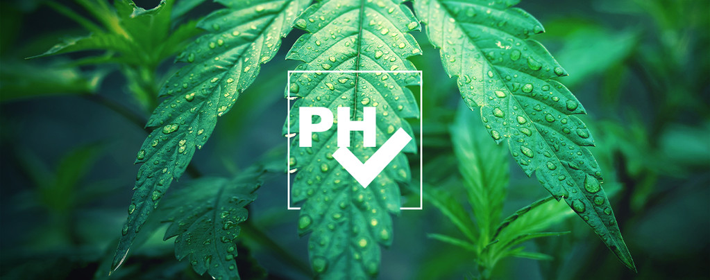 Ajuster Niveau pH Cannabis