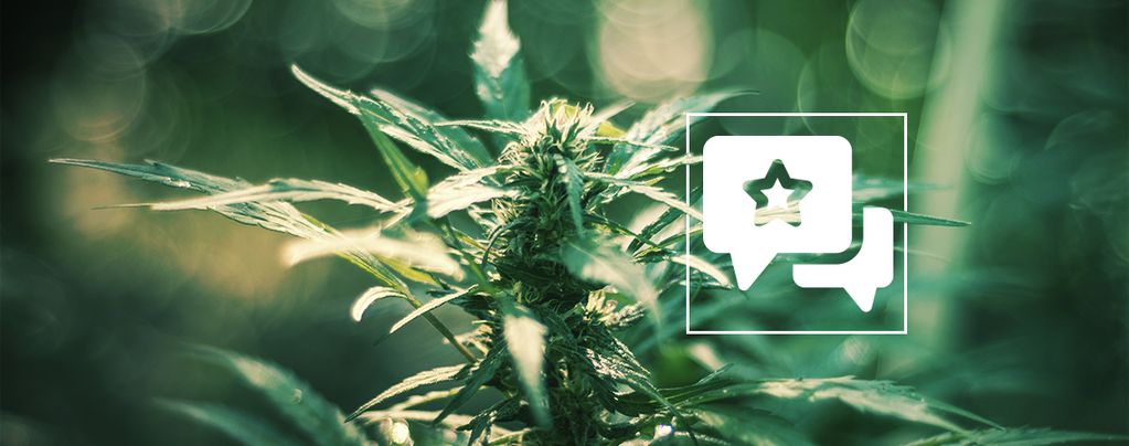 White Russian: Évaluation & Informations De Variété De Cannabis