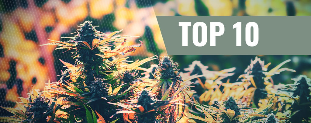 Top 10 Des Variétés De Cannabis Féminisées D'Extérieur 