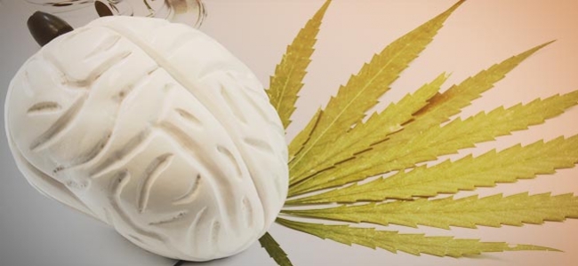 Effets Cannabis Cerveau