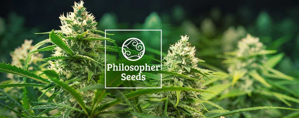 Graines À Autofloraison Philosopher Seeds