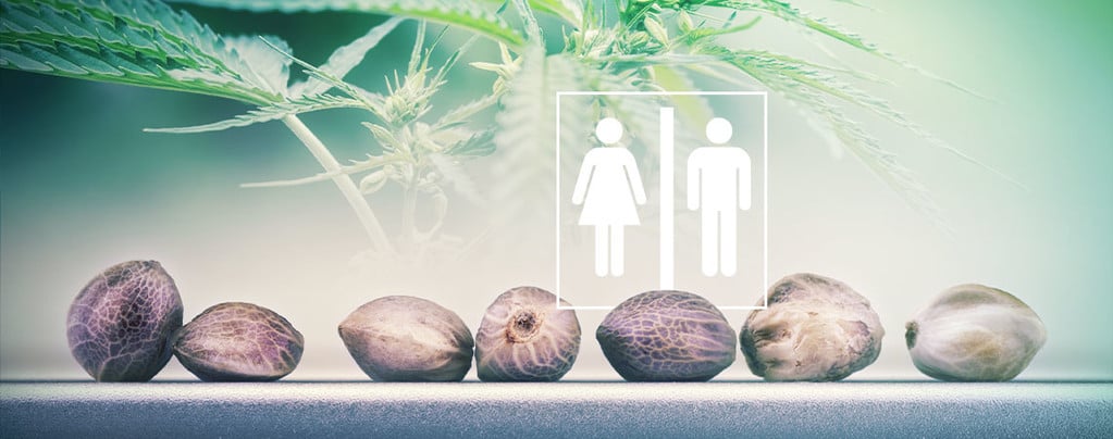 Sexe Des Graines De Cannabis