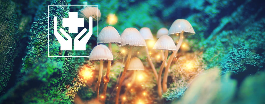 Top 10 Champignons Hallucinogènes