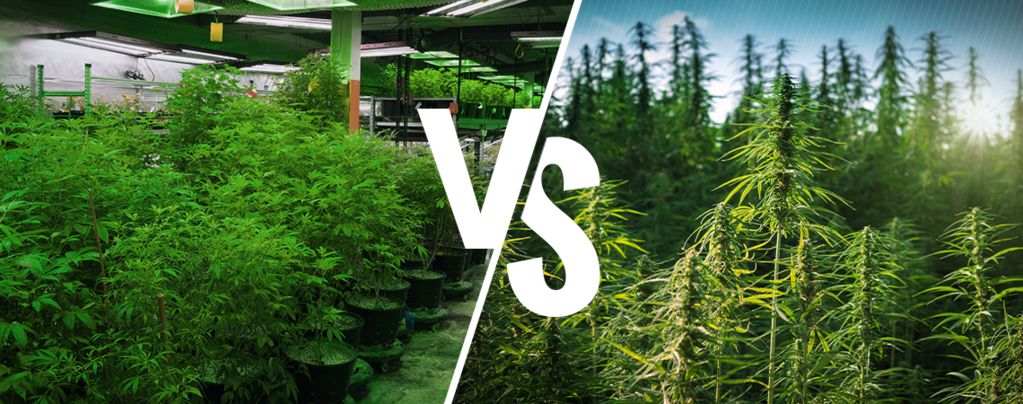 Intérieur ou en Extérieur Cannabis
